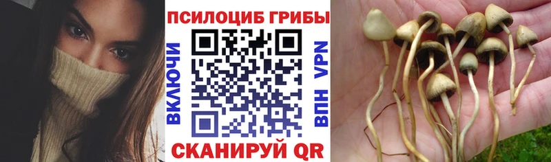 kraken вход Ухта Псилоцибиновые грибы Magic Shrooms